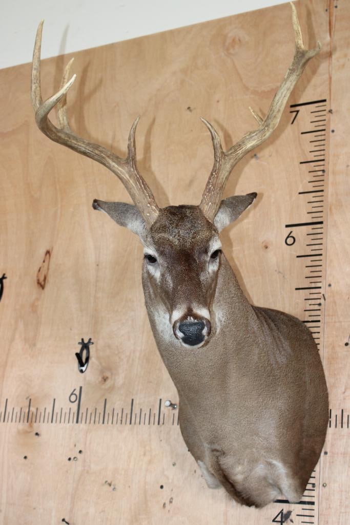 8-Point WHITETAIL DEER Shoulder Mount: Nice 8-Point WHITETAIL DEER Shoulder Mount. It has a 19.75" Spread and is in Good Condition. TAXIDERMY 