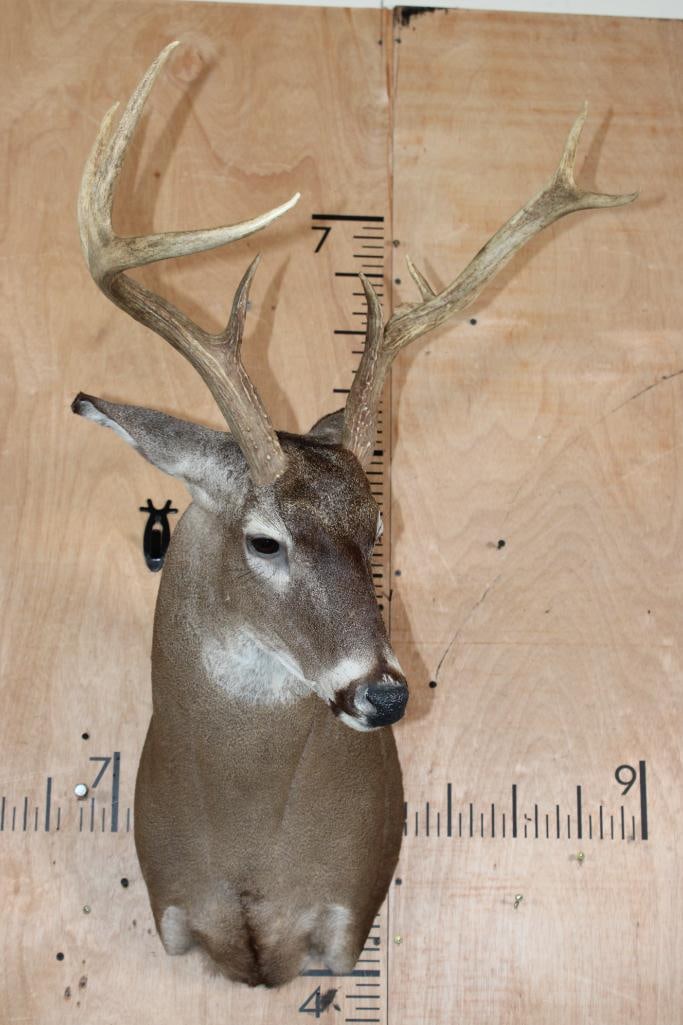 8-Point WHITETAIL DEER Shoulder Mount - 2