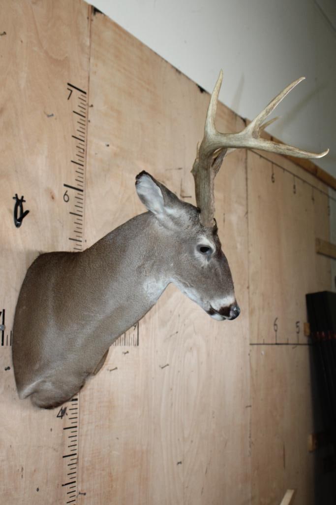 8-Point WHITETAIL DEER Shoulder Mount - 3
