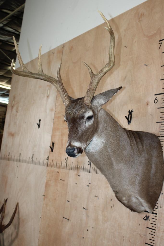 8-Point WHITETAIL DEER Shoulder Mount - 4