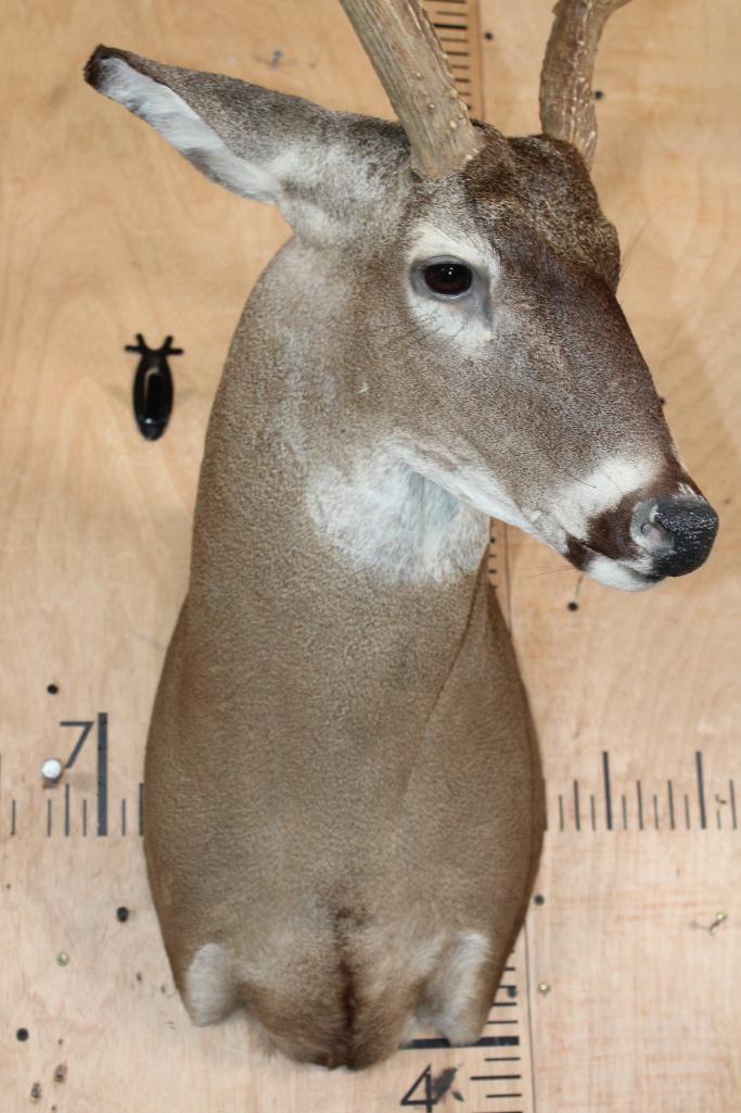 8-Point WHITETAIL DEER Shoulder Mount - 5