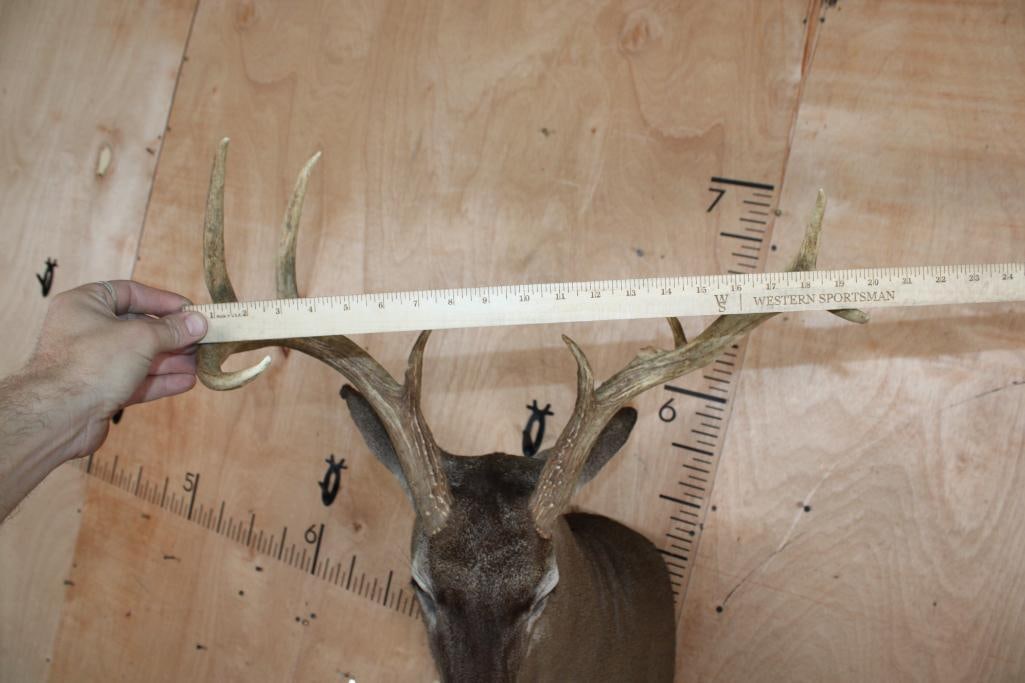 8-Point WHITETAIL DEER Shoulder Mount - 6
