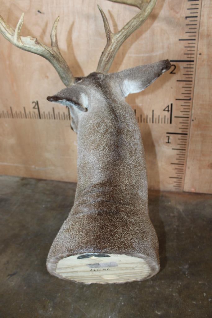 8-Point WHITETAIL DEER Shoulder Mount - 7