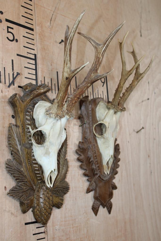 (2) ROE DEER Euro Cut Skulls on German Style Black Forest Wood Plaques - 2