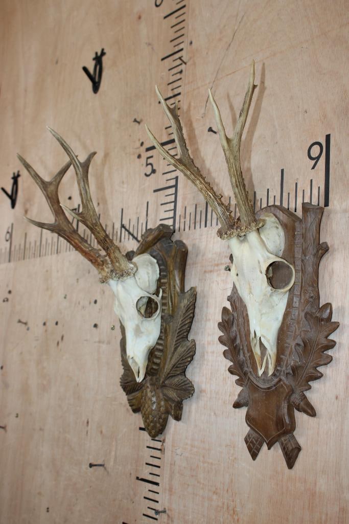 (2) ROE DEER Euro Cut Skulls on German Style Black Forest Wood Plaques - 3
