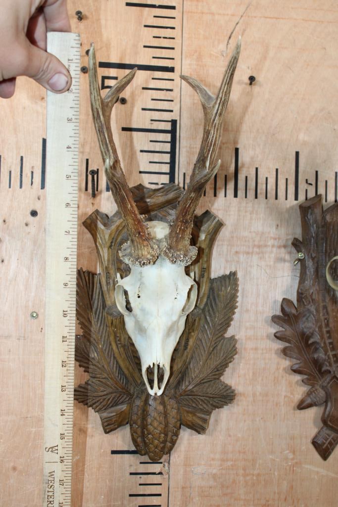 (2) ROE DEER Euro Cut Skulls on German Style Black Forest Wood Plaques - 4