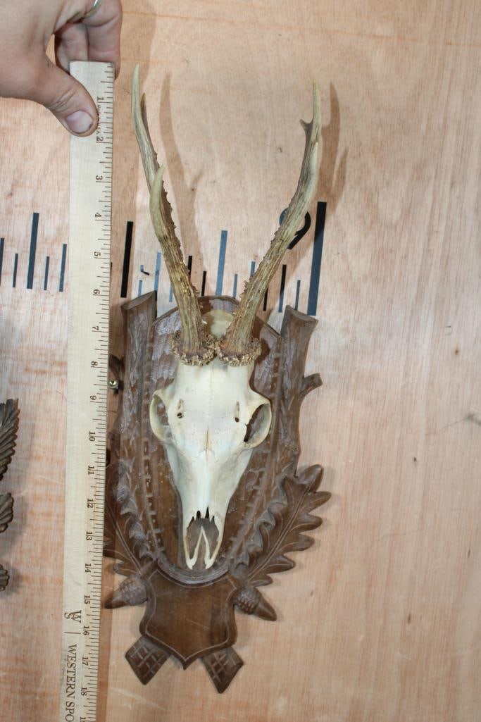(2) ROE DEER Euro Cut Skulls on German Style Black Forest Wood Plaques - 5