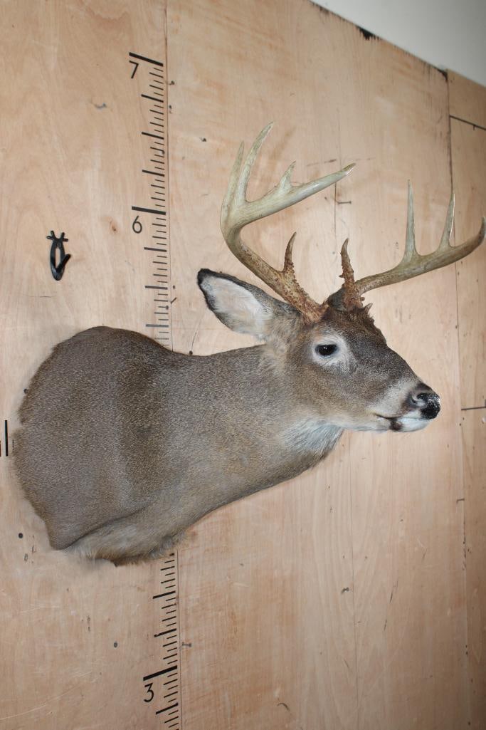 9-Point WHITETAIL DEER Shoulder Mount - 2