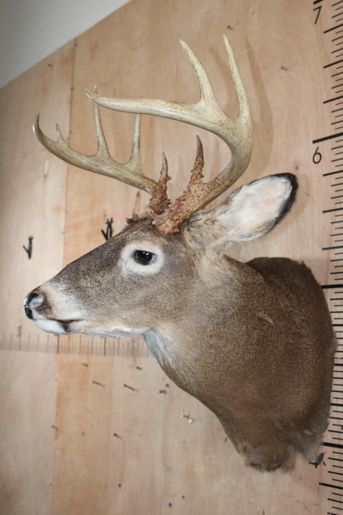 9-Point WHITETAIL DEER Shoulder Mount - 3
