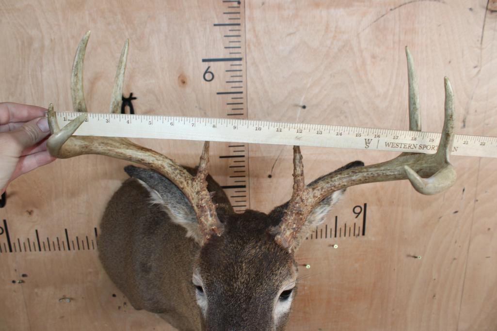 9-Point WHITETAIL DEER Shoulder Mount - 4