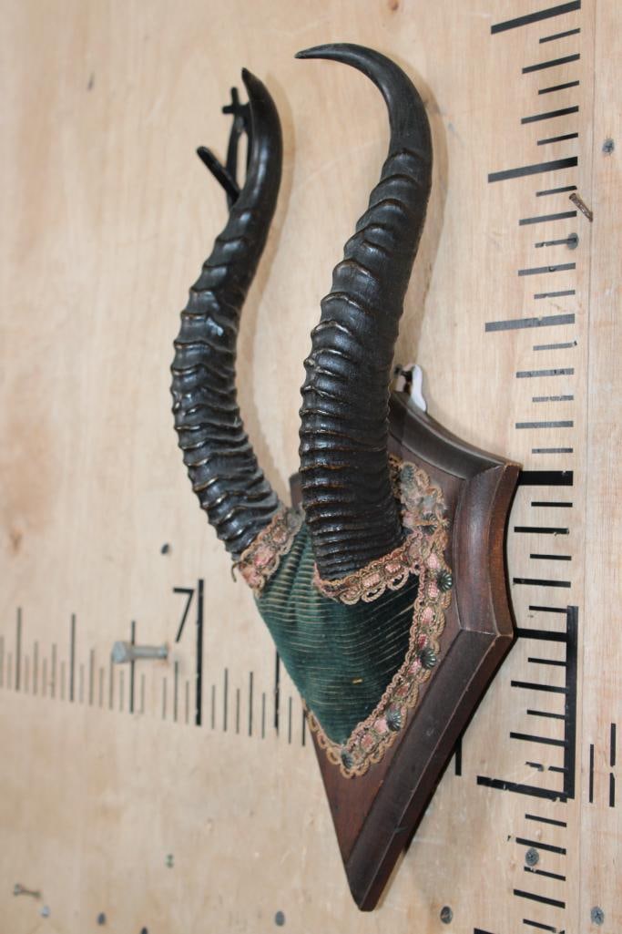 Vintage Mounted GERENUK Horns on a Wood Plaque - 2