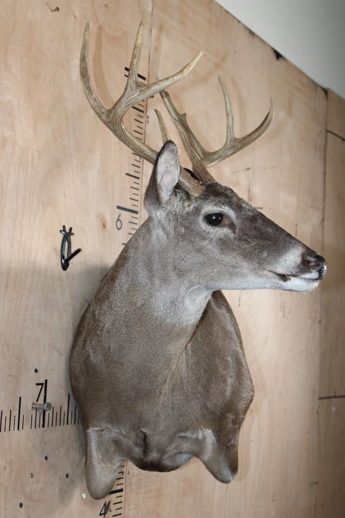 8-Point WHITETAIL DEER Wall Pedestal - 2