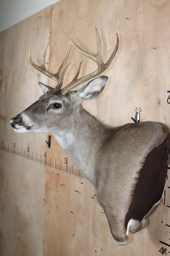 8-Point WHITETAIL DEER Wall Pedestal - 3