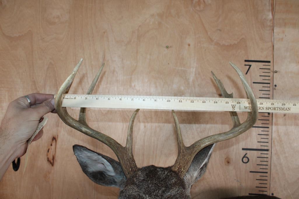 8-Point WHITETAIL DEER Wall Pedestal - 4