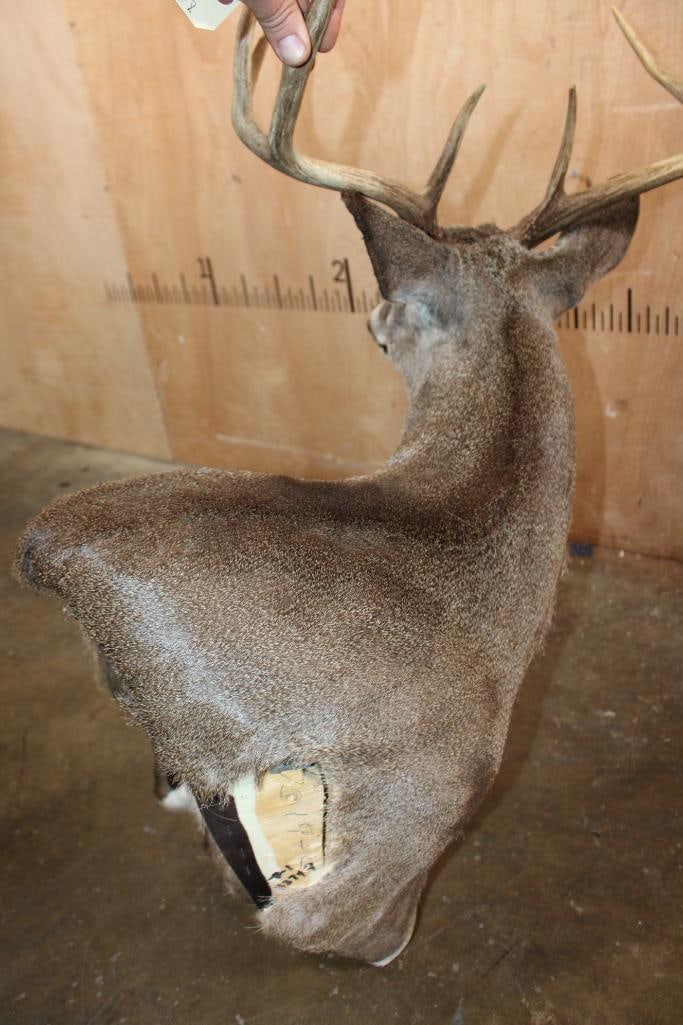 8-Point WHITETAIL DEER Wall Pedestal - 5