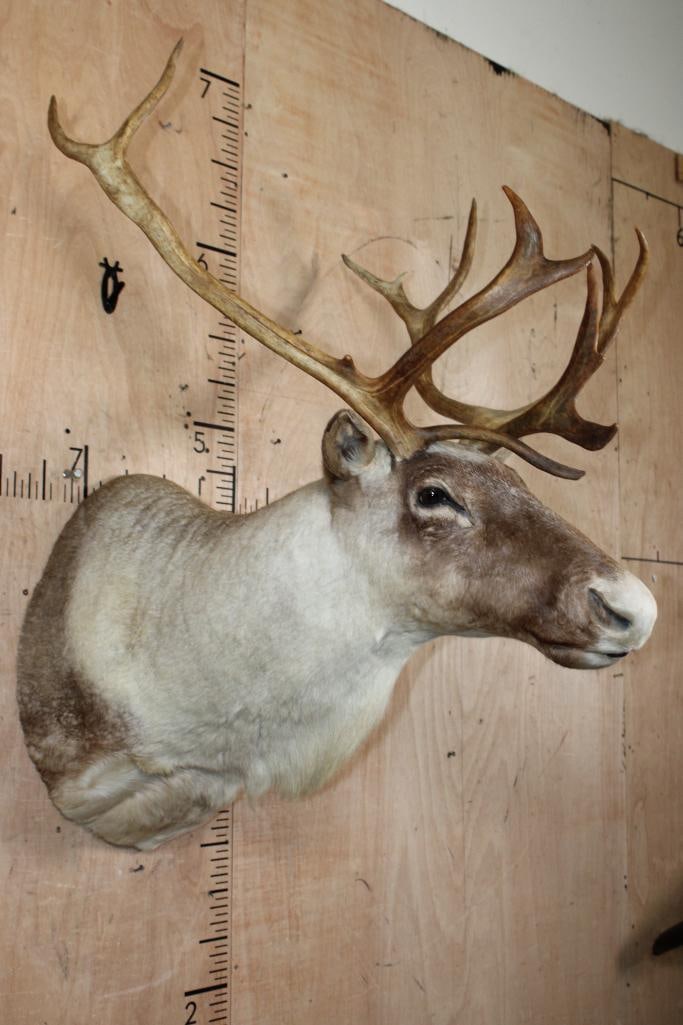 13-Point CARIBOU Shoulder Mount - 2