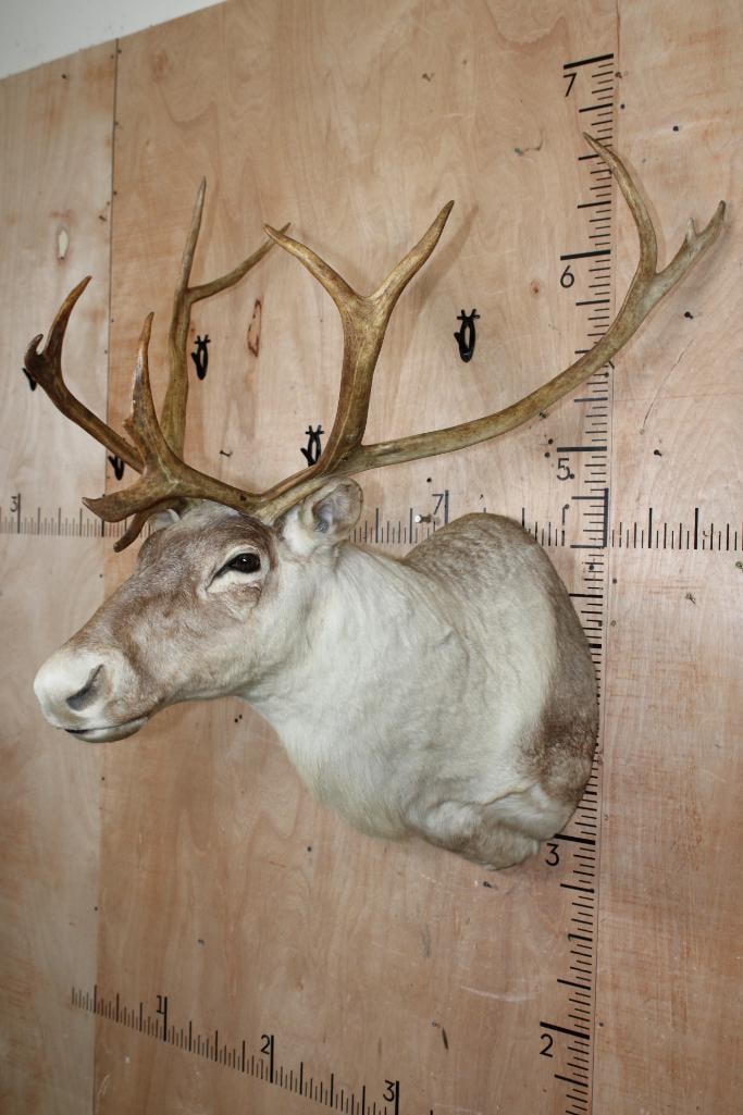 13-Point CARIBOU Shoulder Mount - 3