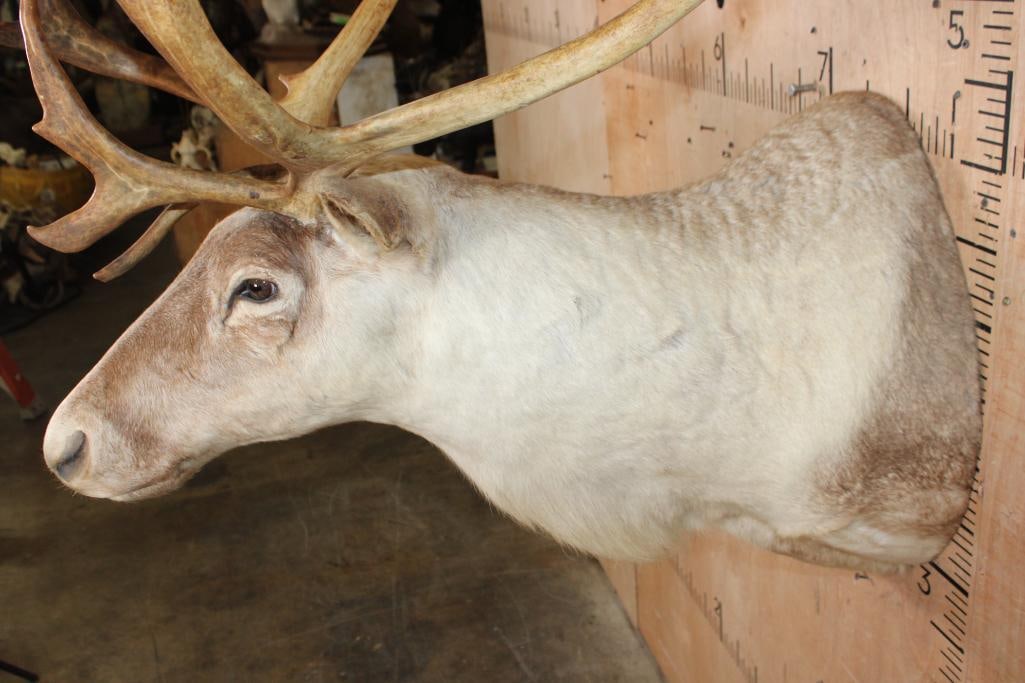 13-Point CARIBOU Shoulder Mount - 4