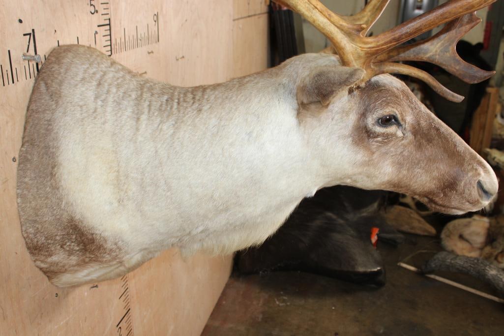 13-Point CARIBOU Shoulder Mount - 5