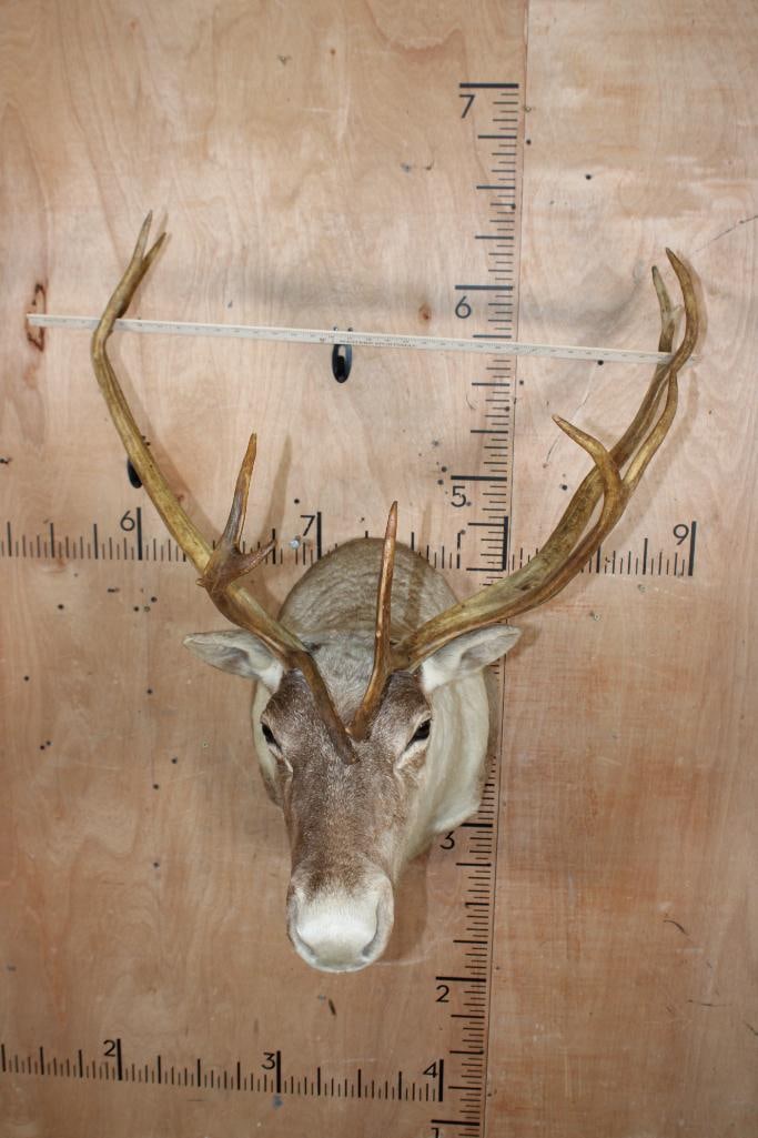 13-Point CARIBOU Shoulder Mount - 6