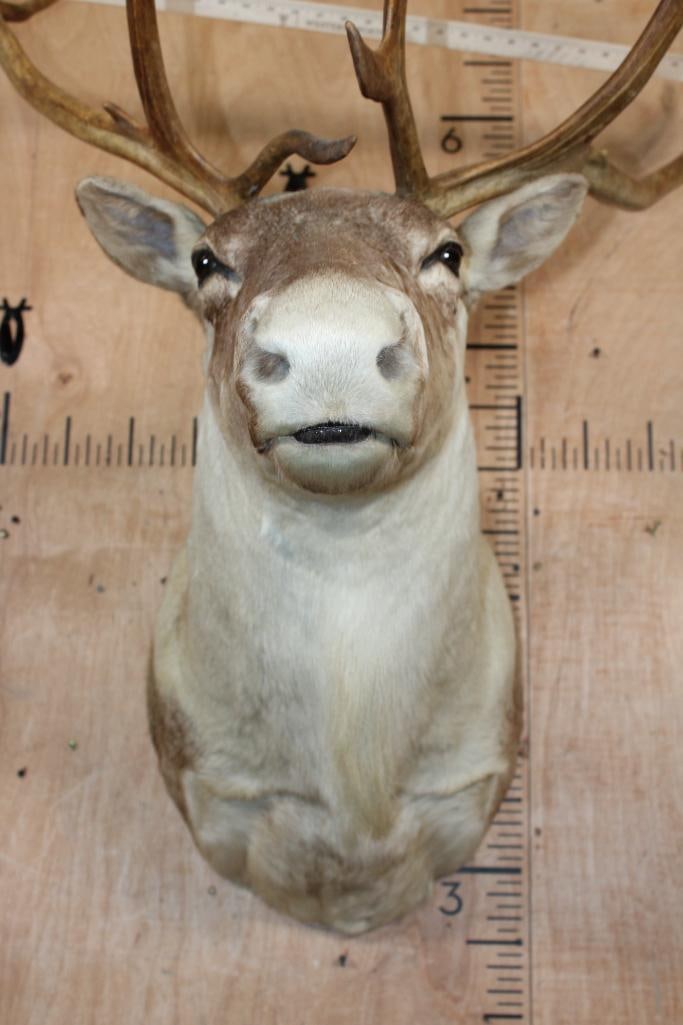 13-Point CARIBOU Shoulder Mount - 7