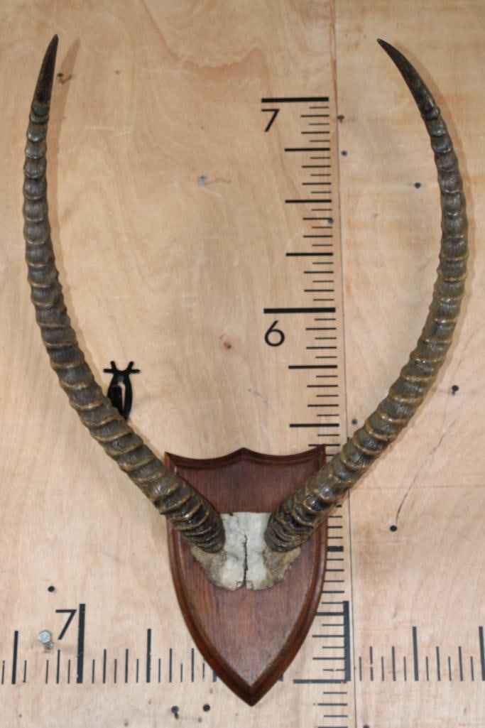 KAFUE LECHWE Horns on a Skull Cap and mounted on a Wood Plaque: KAFUE LECHWE Horns on a Skull Cap. The Horns measure 27.75 and mounted on a Wood Plaque.