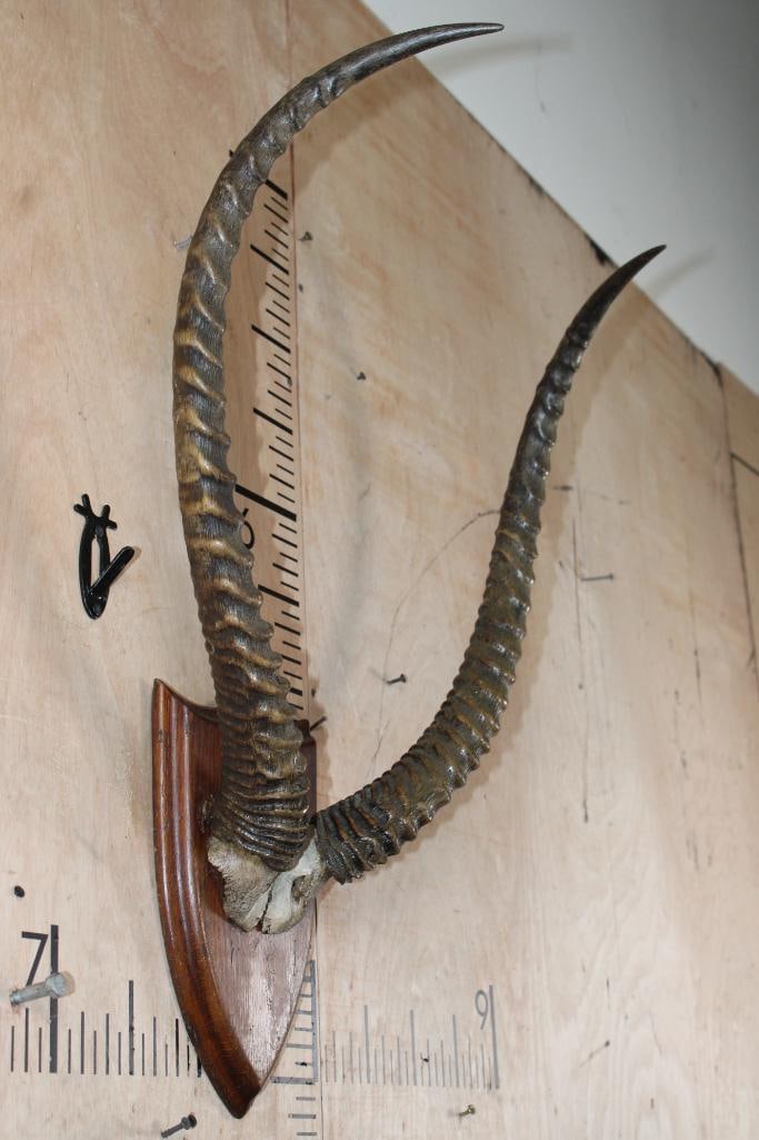 KAFUE LECHWE Horns on a Skull Cap and mounted on a Wood Plaque - 2