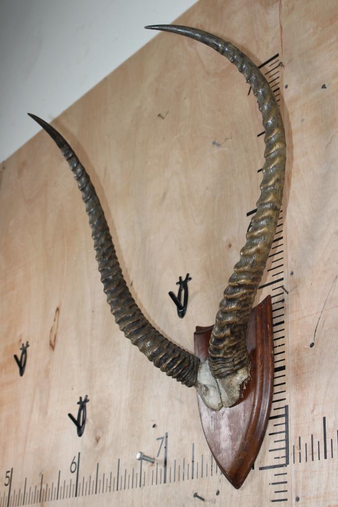KAFUE LECHWE Horns on a Skull Cap and mounted on a Wood Plaque - 3