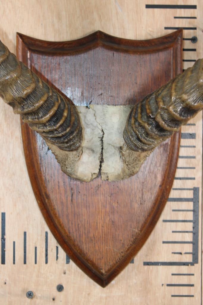 KAFUE LECHWE Horns on a Skull Cap and mounted on a Wood Plaque - 4