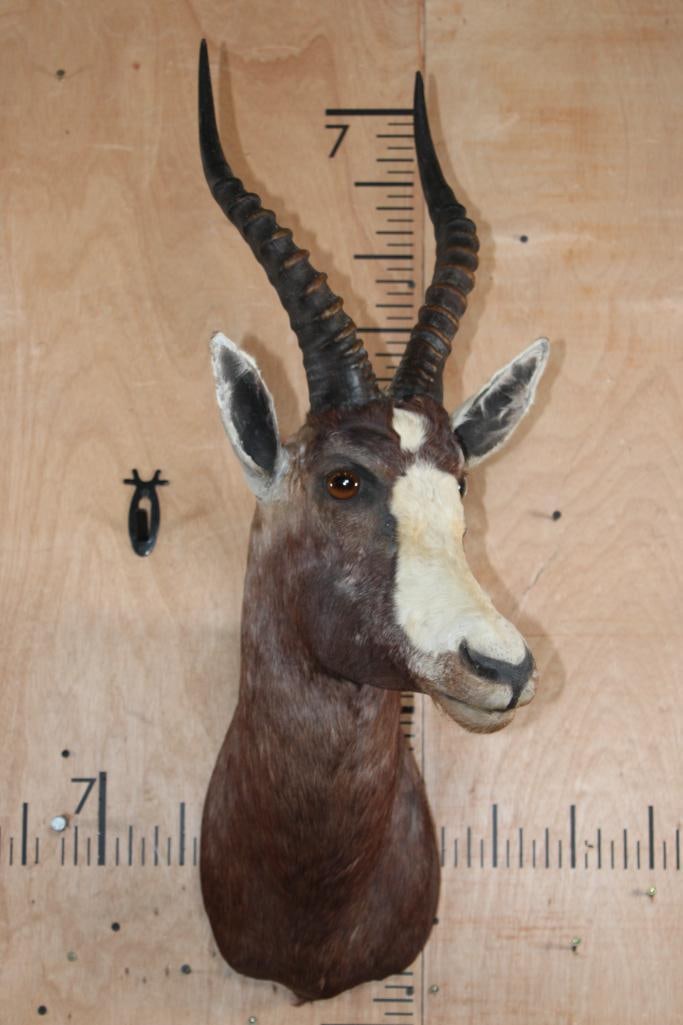 BLESBOK Shoulder Mount - 2