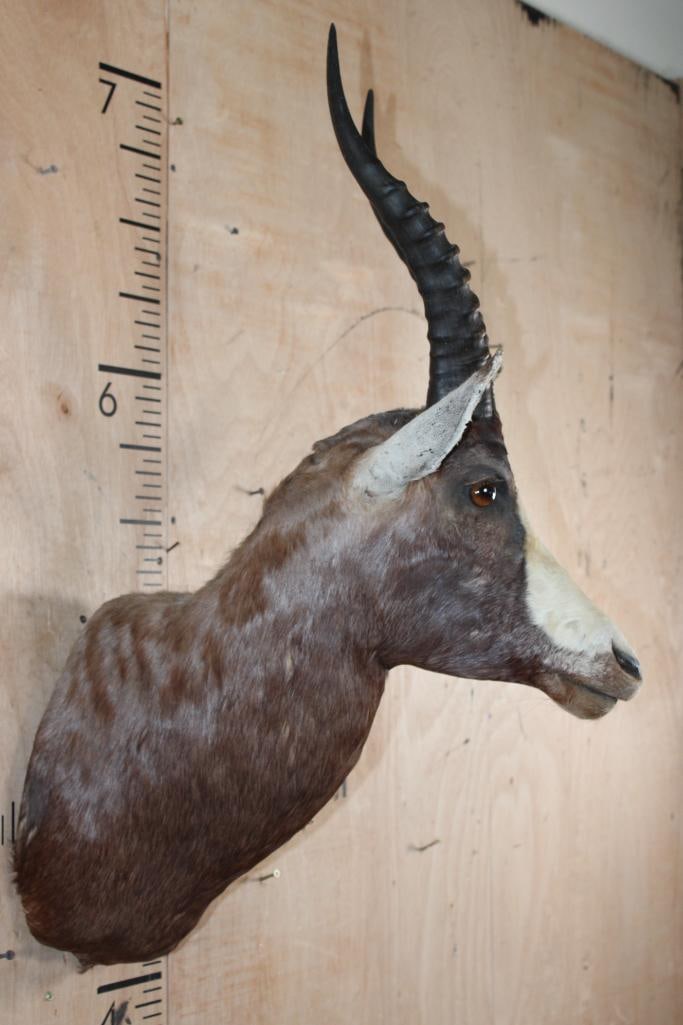 BLESBOK Shoulder Mount - 3