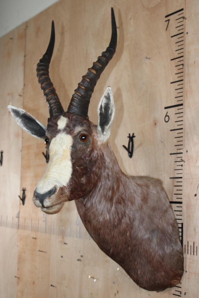 BLESBOK Shoulder Mount - 4