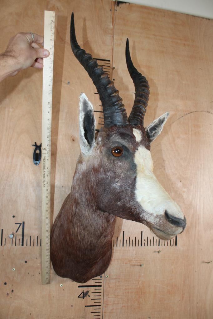 BLESBOK Shoulder Mount - 5