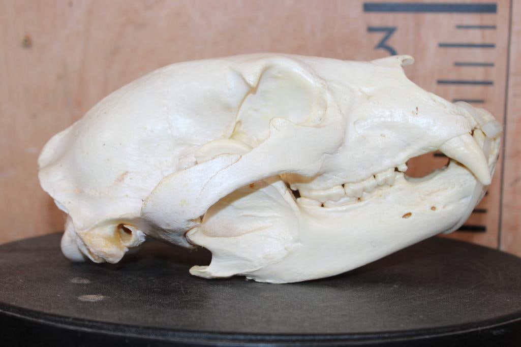 BLACK BEAR Skull - 2