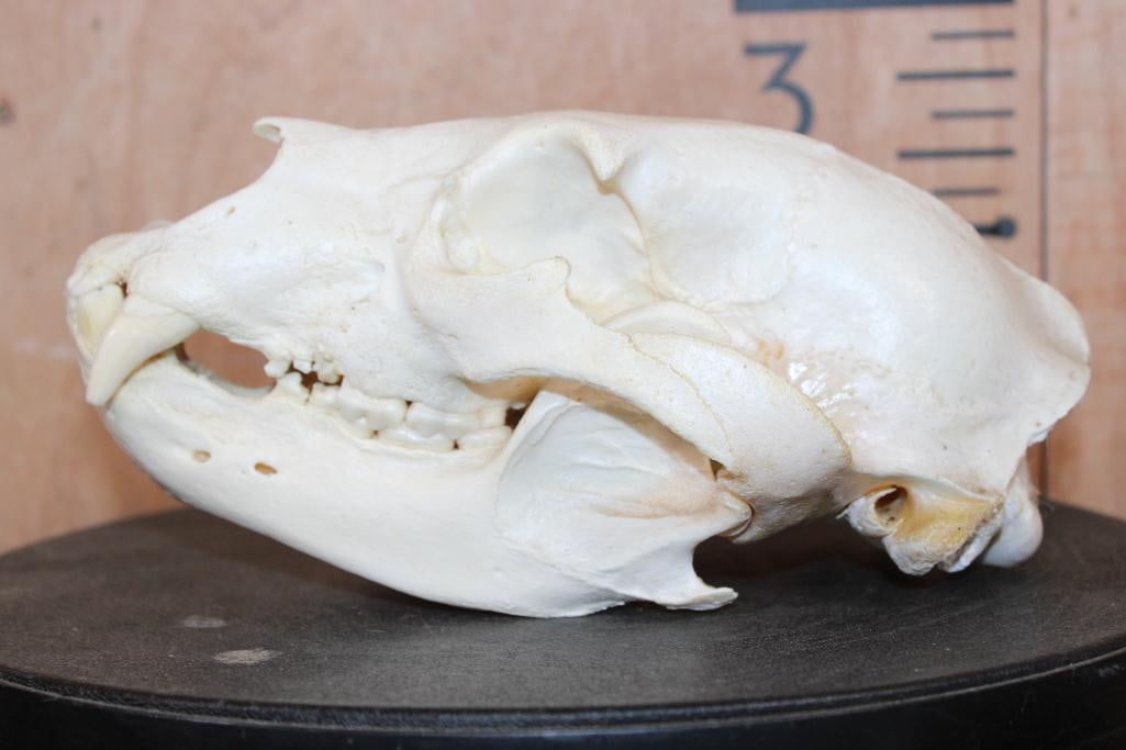 BLACK BEAR Skull - 3