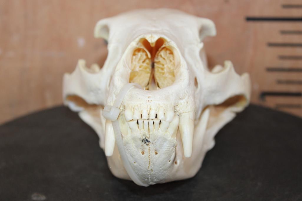 BLACK BEAR Skull - 4