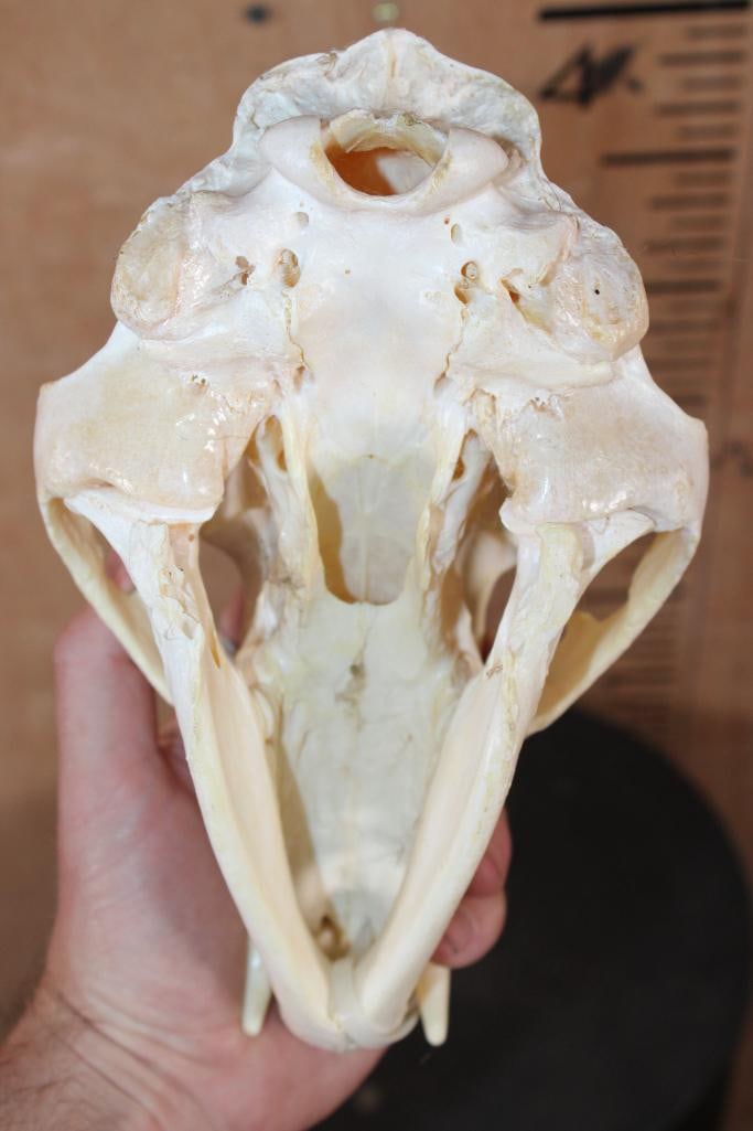 BLACK BEAR Skull - 5