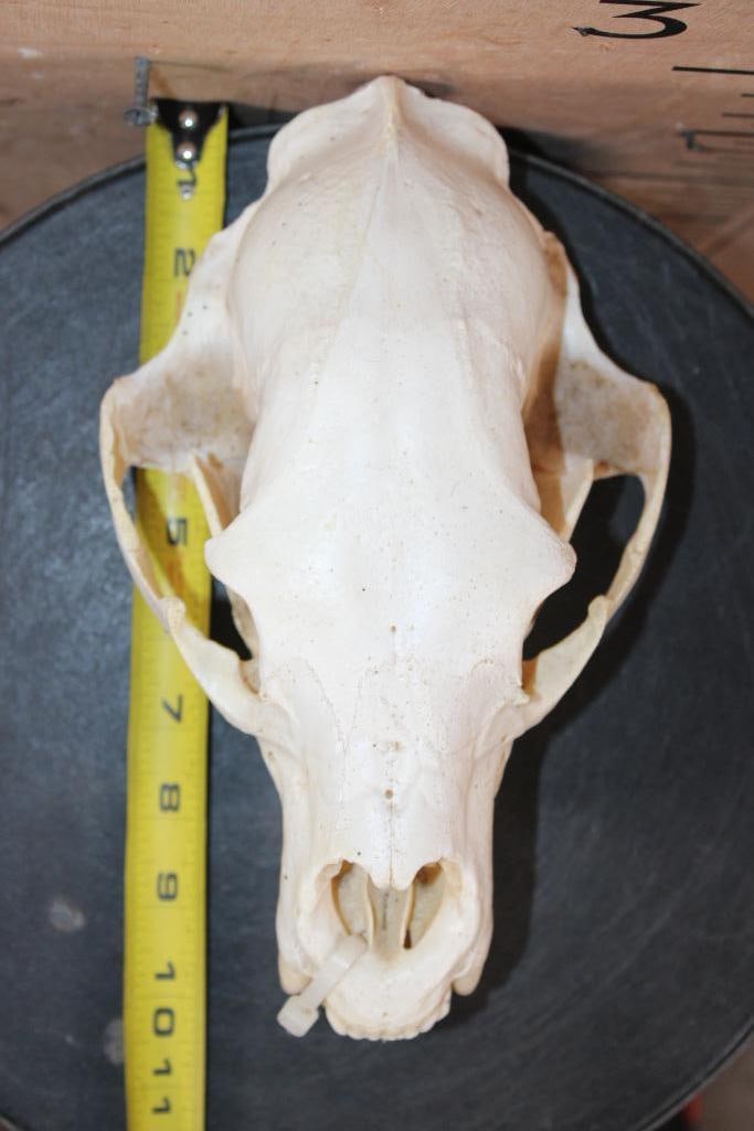 BLACK BEAR Skull - 6