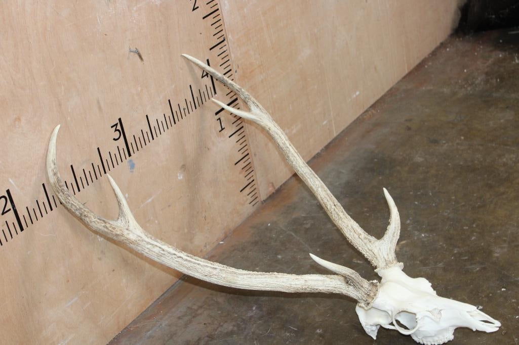 AXIS Skull with All its Teeth and a Heavy Rack - 2