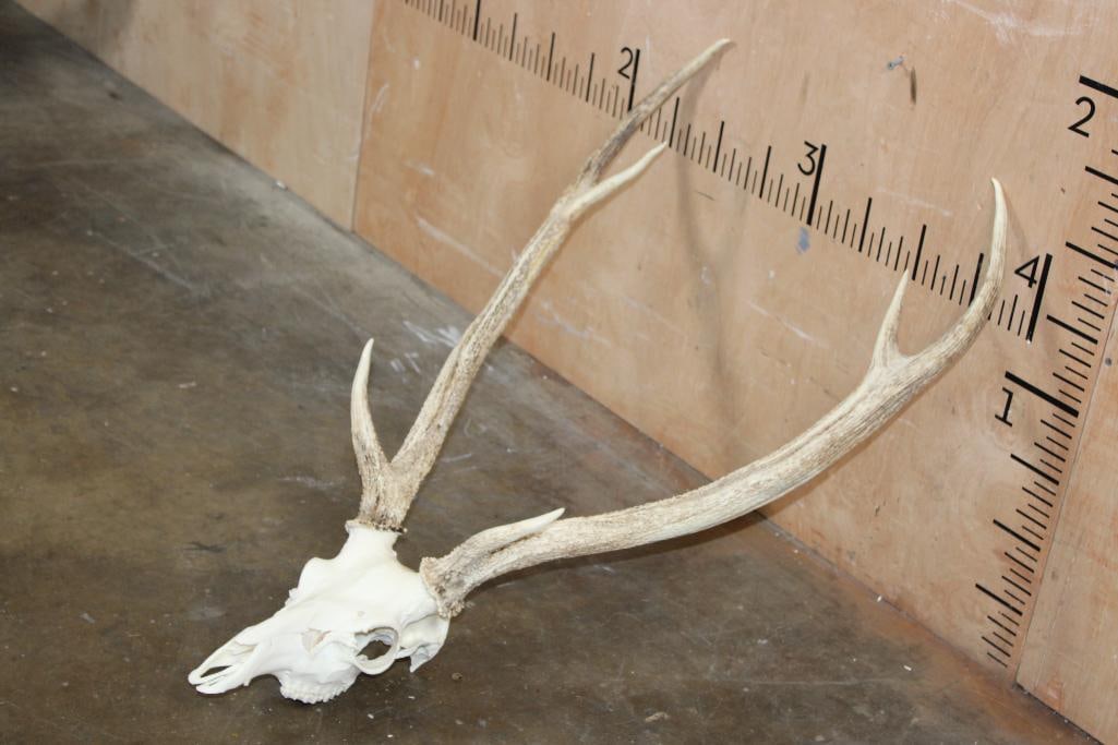 AXIS Skull with All its Teeth and a Heavy Rack - 3