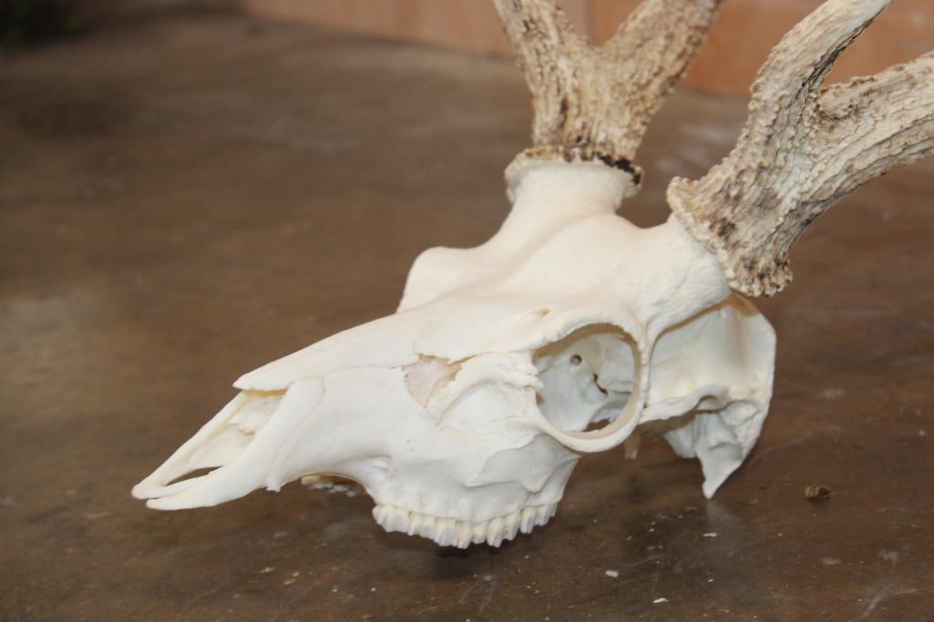 AXIS Skull with All its Teeth and a Heavy Rack - 4