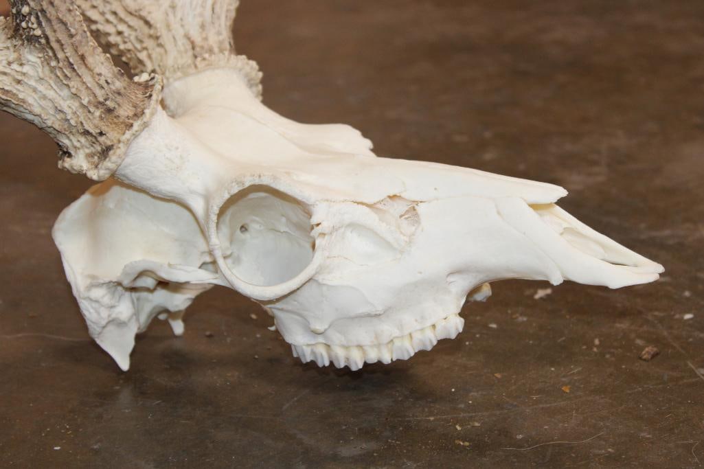 AXIS Skull with All its Teeth and a Heavy Rack - 5