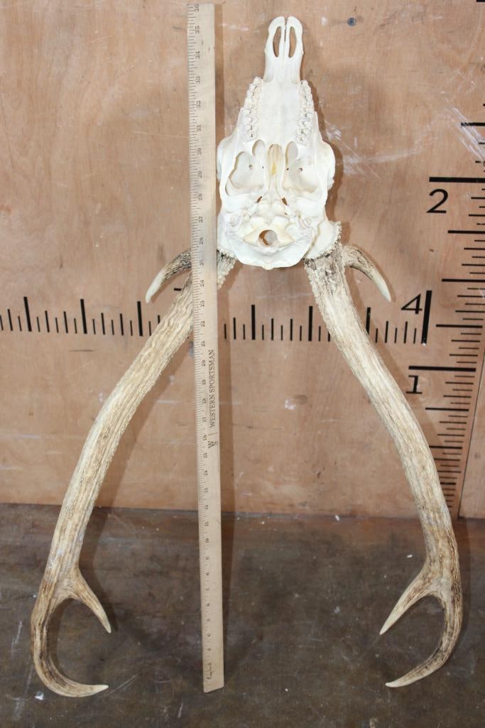 AXIS Skull with All its Teeth and a Heavy Rack - 6