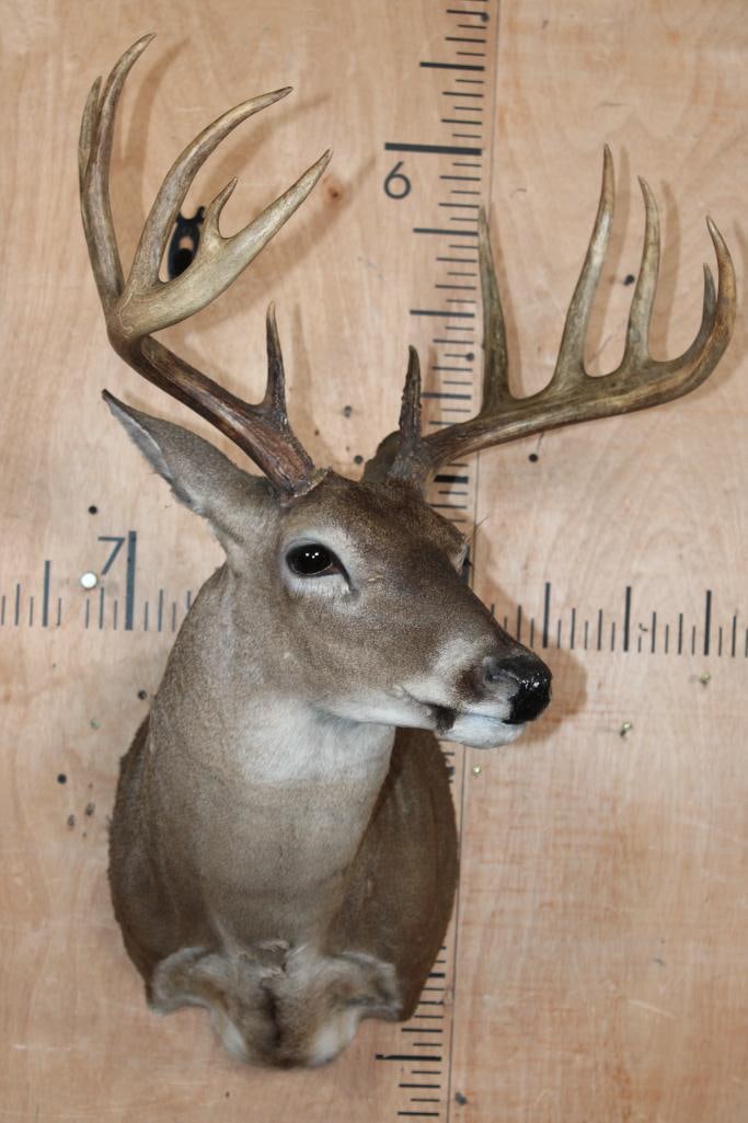 12-Point WHITETAIL DEER Shoulder Mount - 2