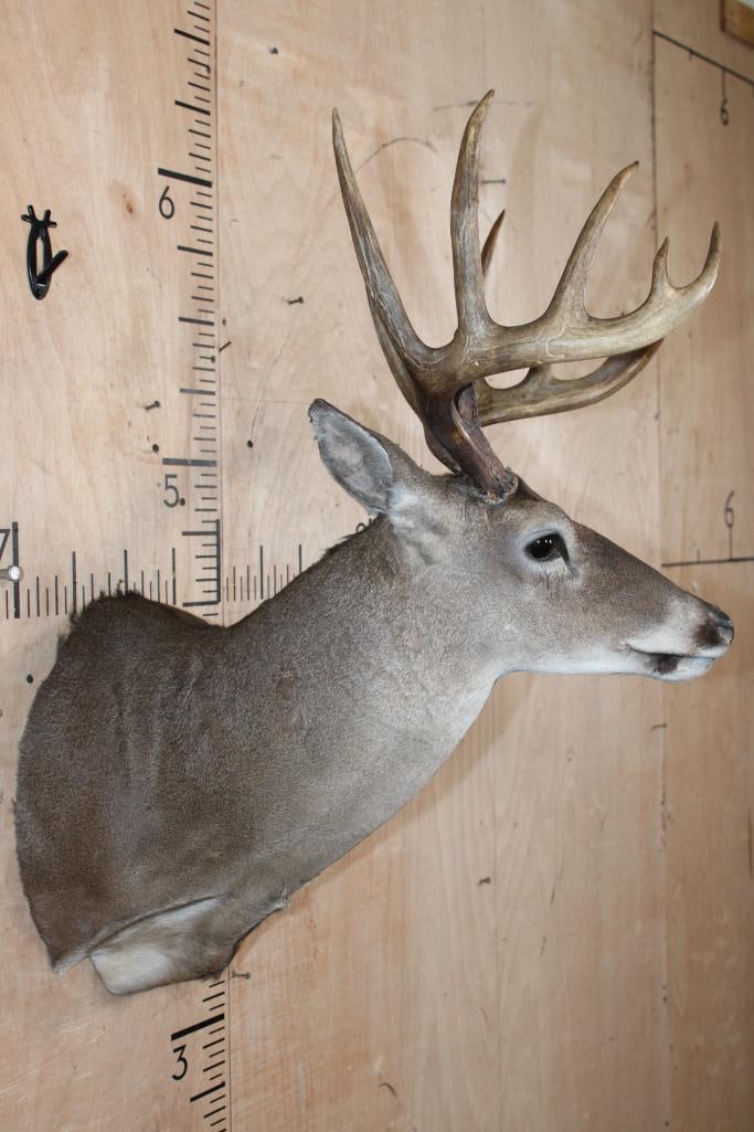 12-Point WHITETAIL DEER Shoulder Mount - 3