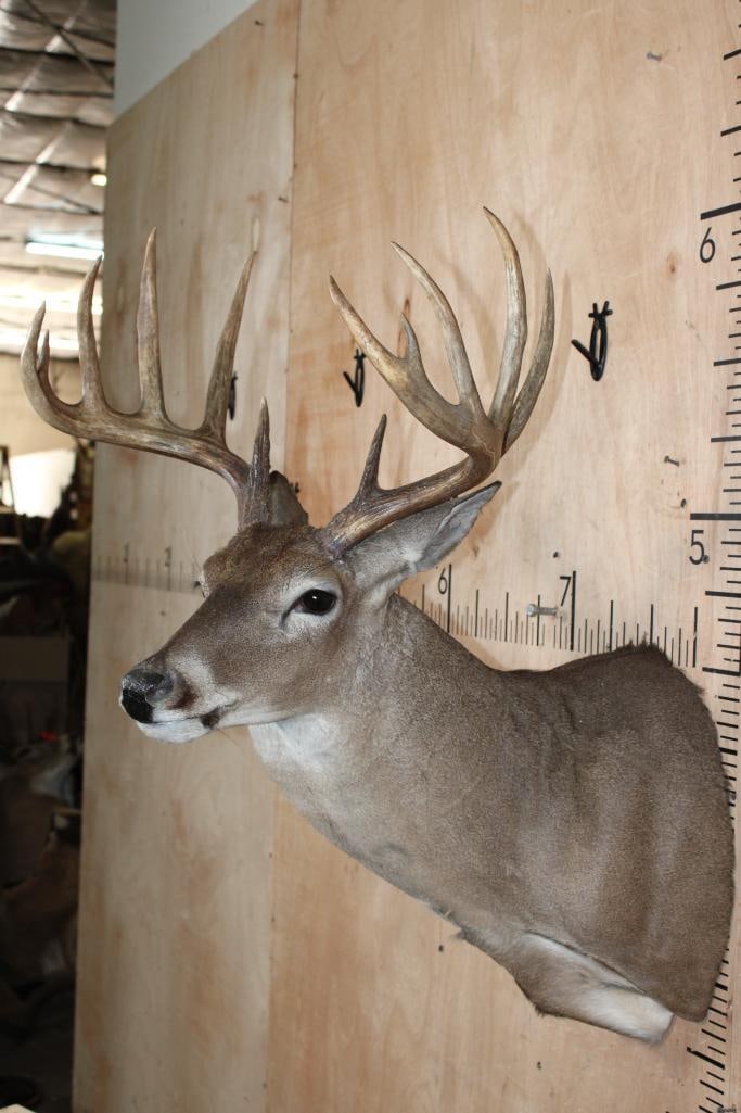 12-Point WHITETAIL DEER Shoulder Mount - 4
