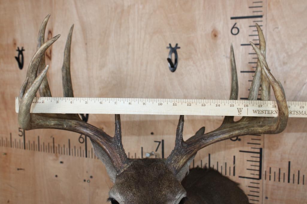 12-Point WHITETAIL DEER Shoulder Mount - 5