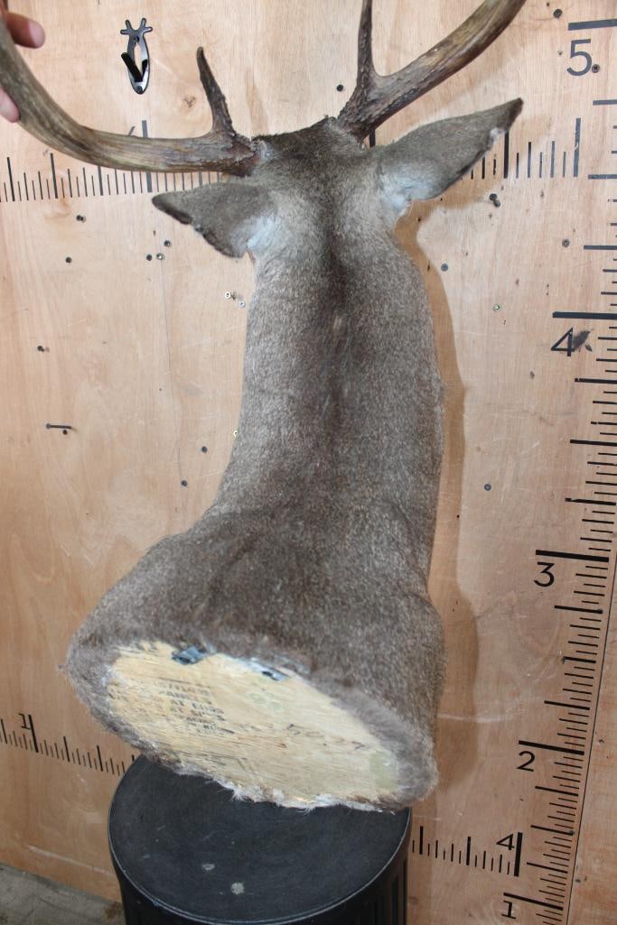12-Point WHITETAIL DEER Shoulder Mount - 6