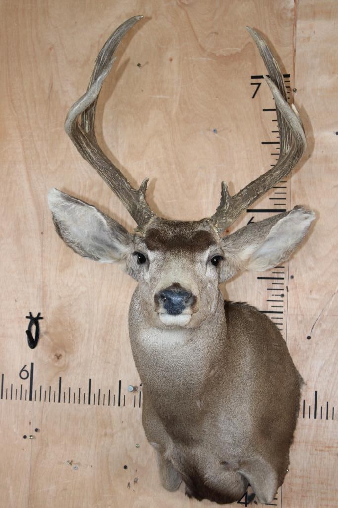 7-Point MULE DEER Shoulder Mount: Nice, Clean, and Newer 7-Point MULE DEER Shoulder Mount. It has an 18" Spread and is in Good Condition. TAXIDERMY 