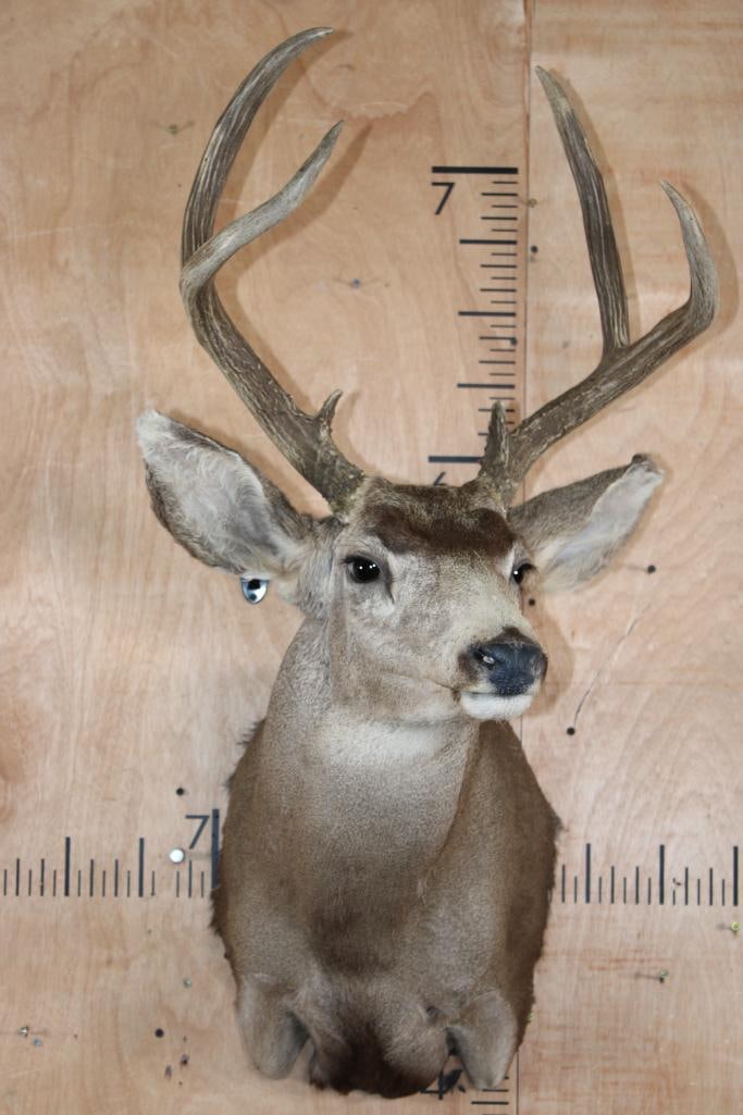 7-Point MULE DEER Shoulder Mount - 2